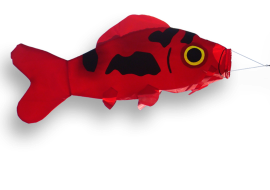 51114koi